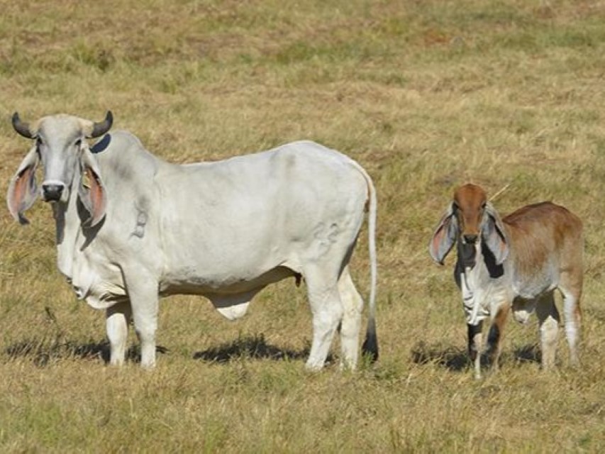Vaca y ternero Indubrasil
