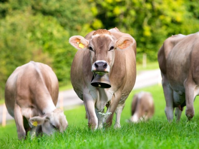 Raza Pardo Suizo doble propósito leche carne montaña