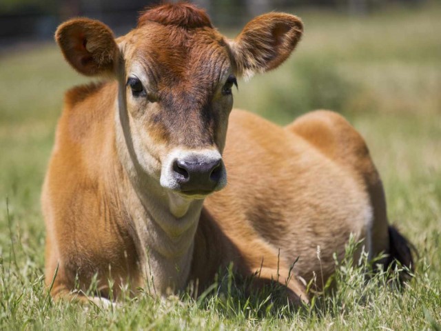 Jersey cabeza característica