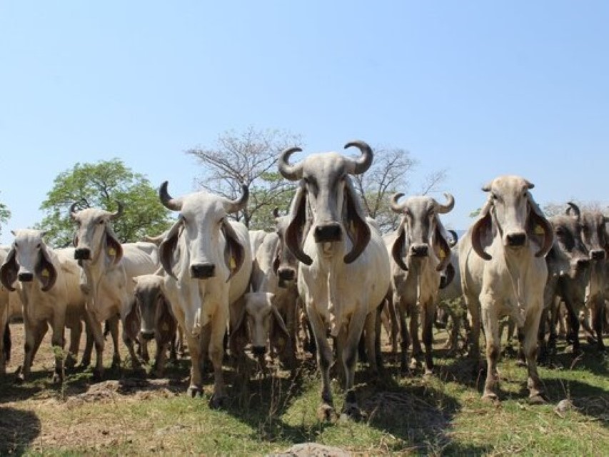 Vaca Indubrasil con ternero