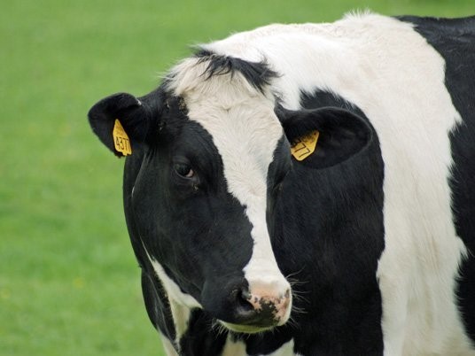 Cabeza Holstein