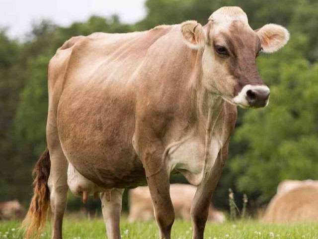 Vaca Pardo Suizo