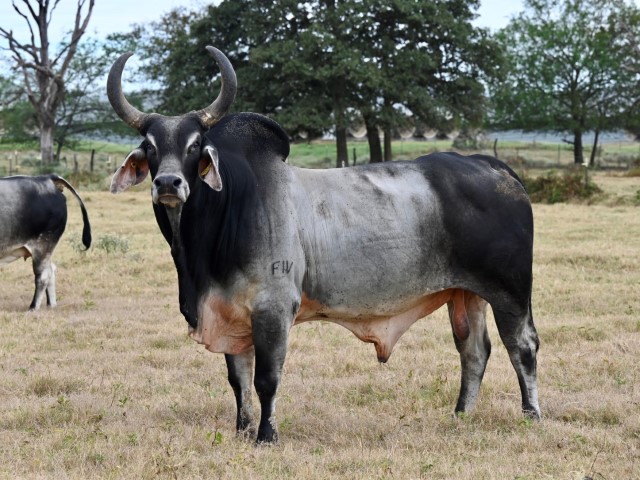 Guzerat negro en pastizal