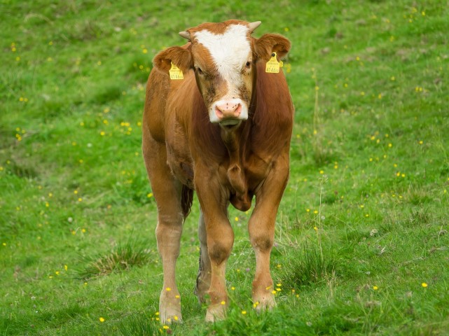 Simmental toro perfil