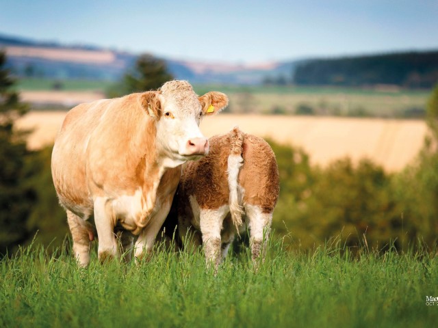 Simmental maternidad