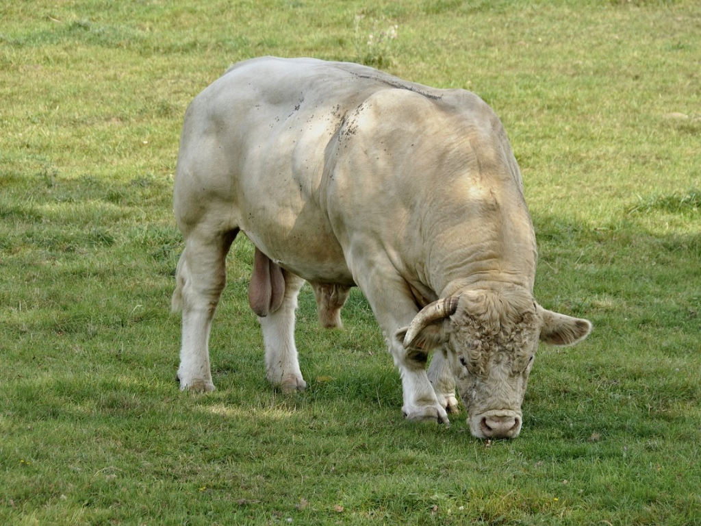 Vaca Charolais con ternero