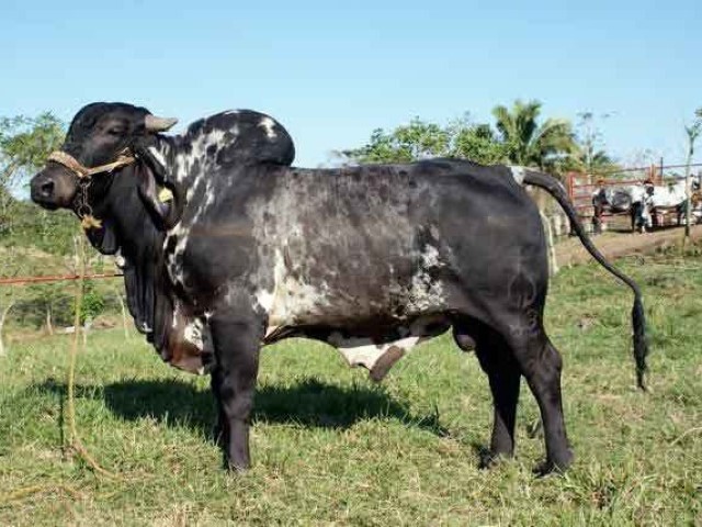 Sardo Negro perfil