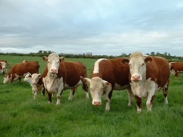 Hereford en montaña