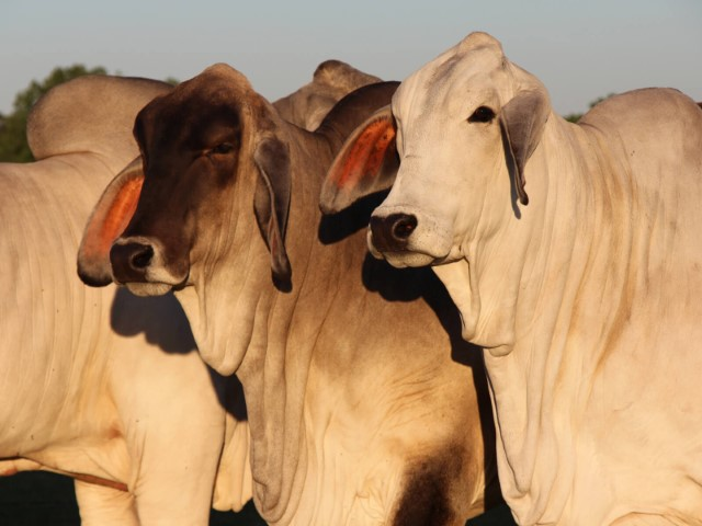 Raza Brahman ganado cebú tropical resistencia extrema