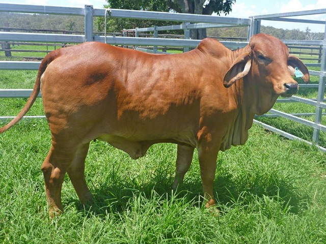 Brahman rojo