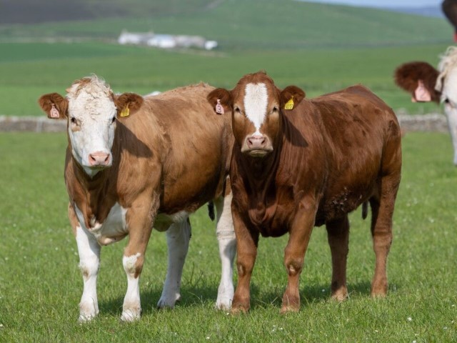 Simmental pareja