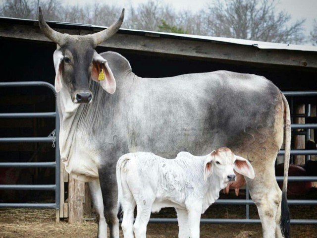 Vaca Guzerat con ternero pequeño