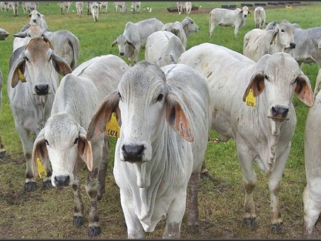 Hato Brahman