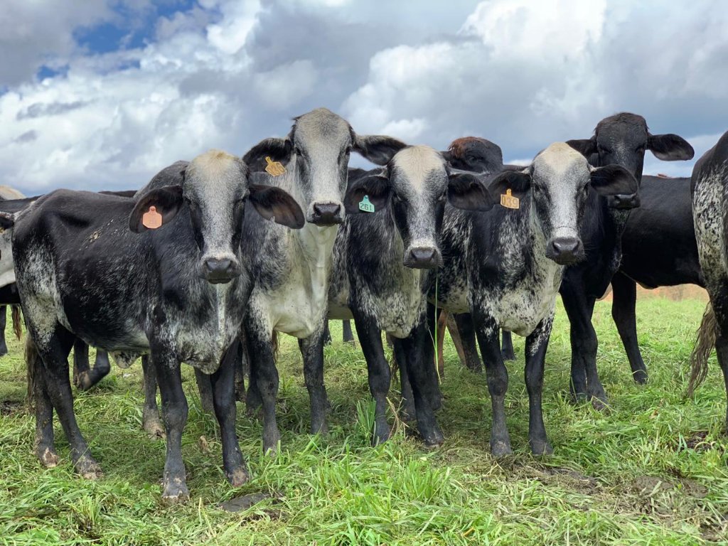 Raza Girolando lechería tropical Guernsey Gyr