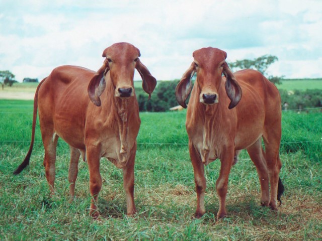 Toros Indubrasil rojos