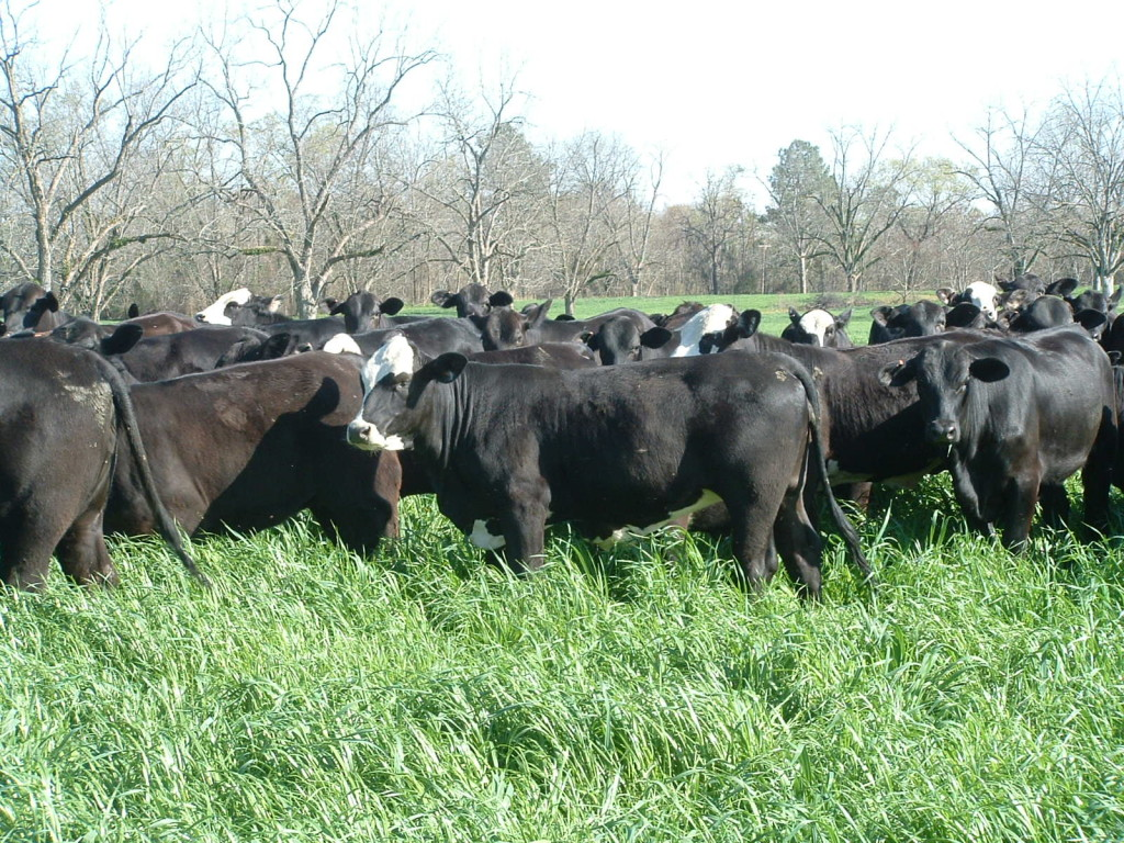 Raza Brangus cruce Brahman Angus carne premium tropical