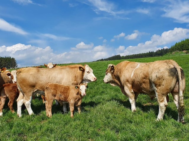 Rebaño Simmental
