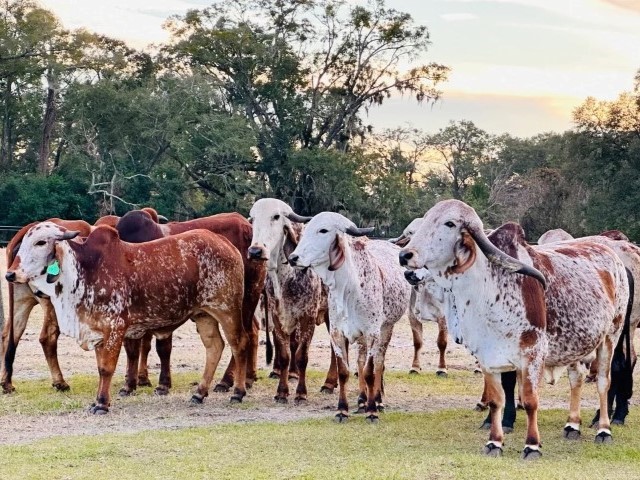 Vaca Gyr roja