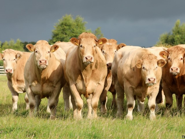 Raza Charolais carne magra gran tamaño ganancia rápida