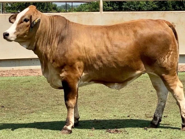 Raza Simbrah doble propósito tropical Simmental Brahman