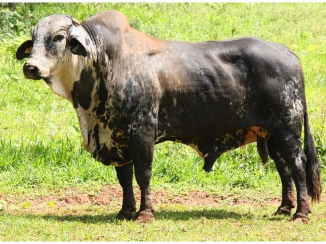 Vaca Girolando negra