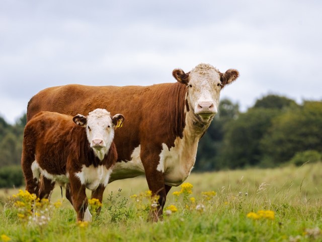 Vaca Hereford con ternero