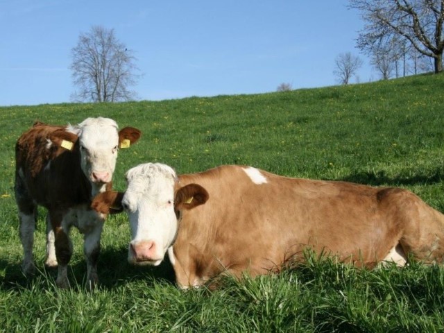 Simmental madre con ternero