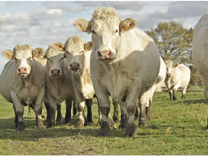 Charolais en pastizal