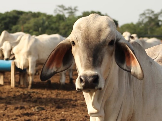 Vaca Criollo en montaña