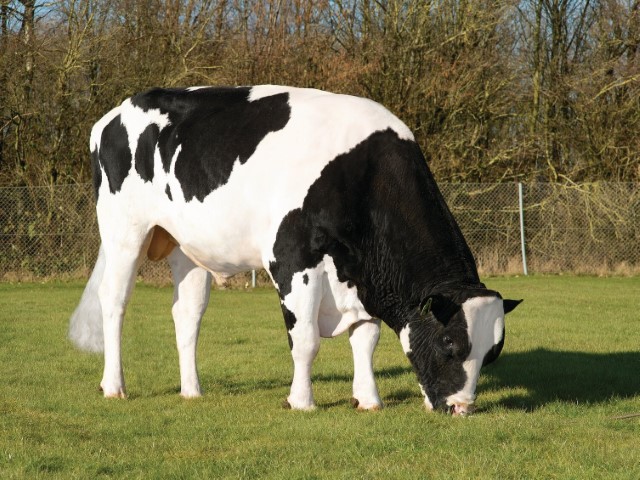 Holstein pastando