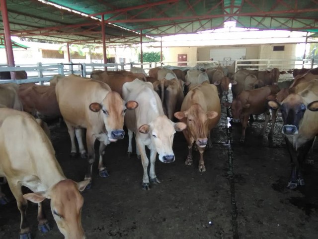 Hato Criollo en corral