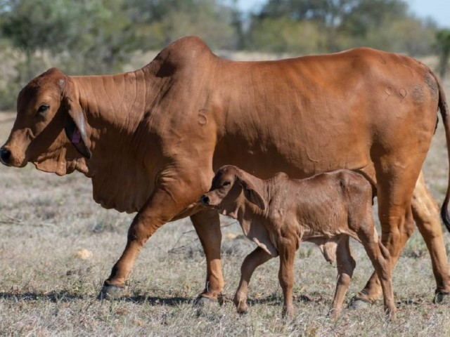Madre Brahman con ternero