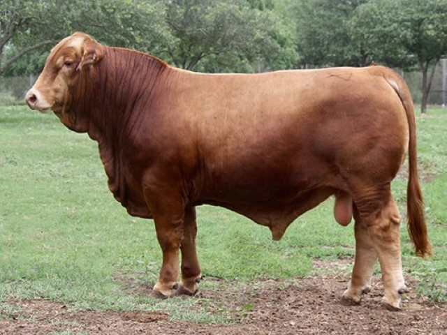 Simbrah rojo hembra