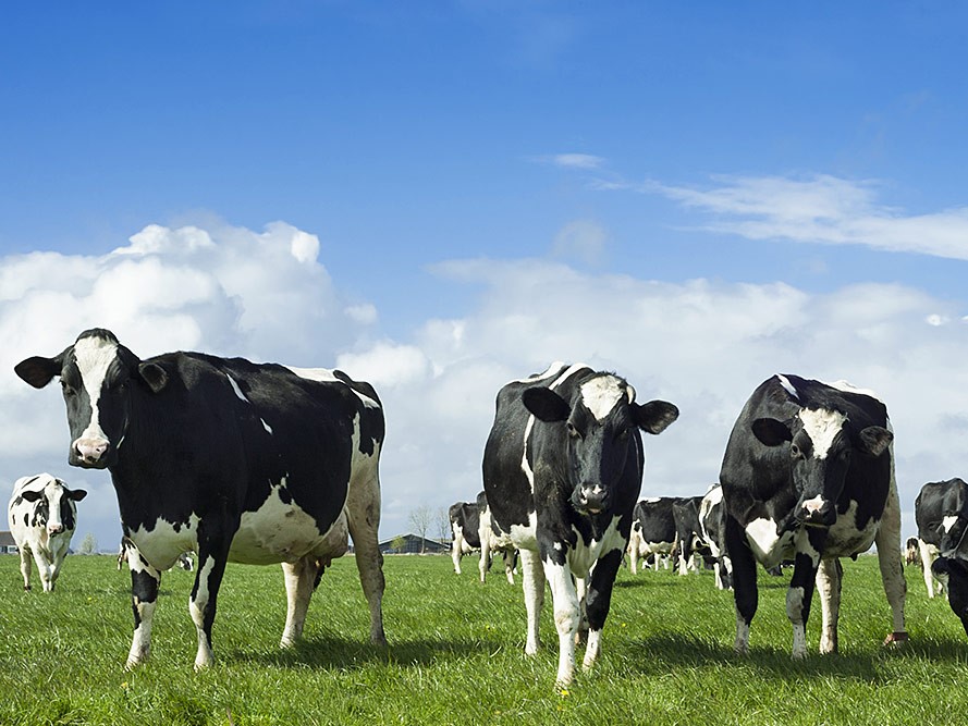Vaca Holstein lechera