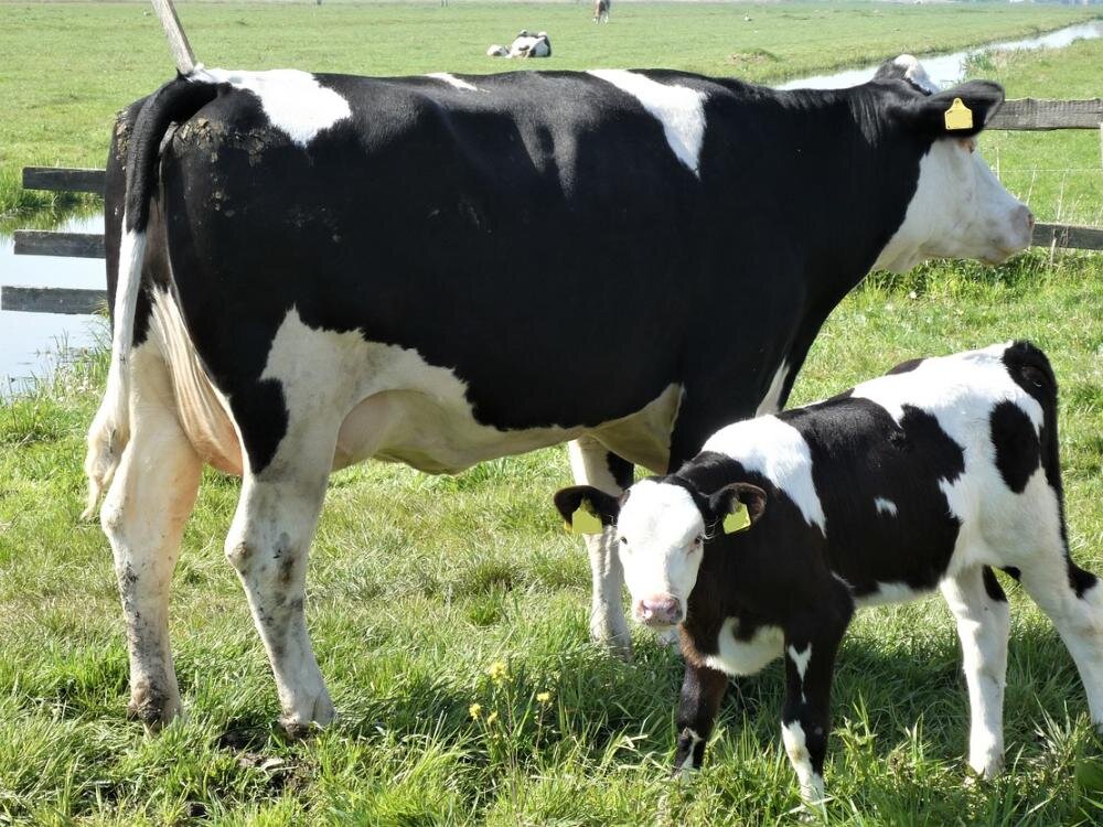 Hato Holstein en pastizal