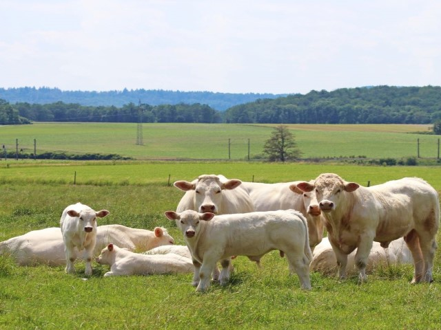 Hato Charolais pastando