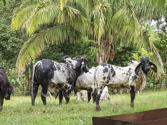 Rebaño Sardo Negro
