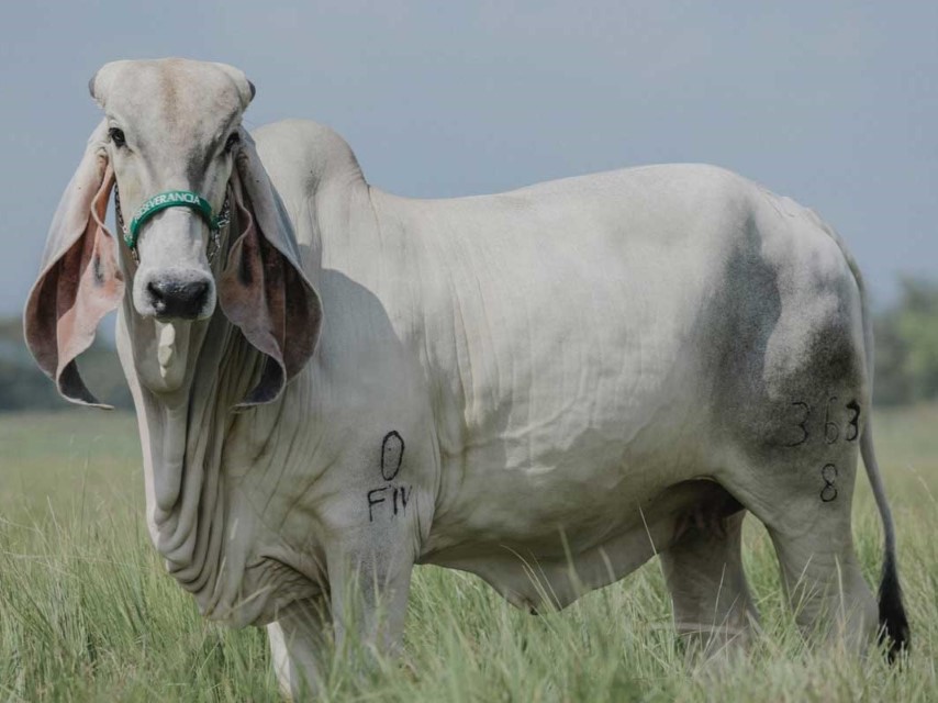 Toro Indubrasil puro blanco