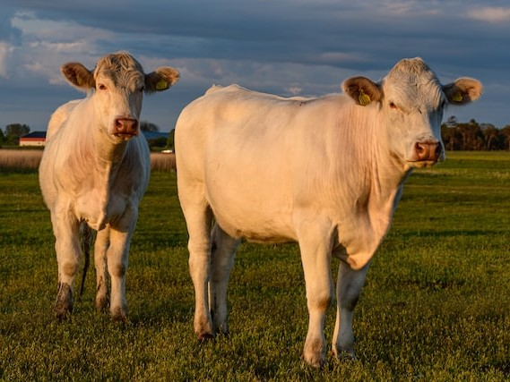 Vaca Charolais adulta