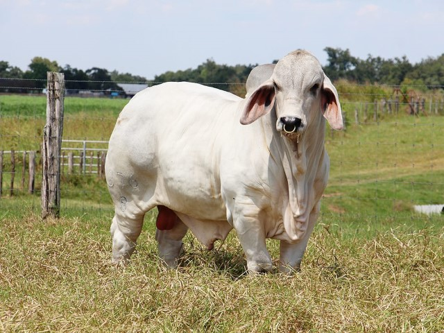 Brahman blanco