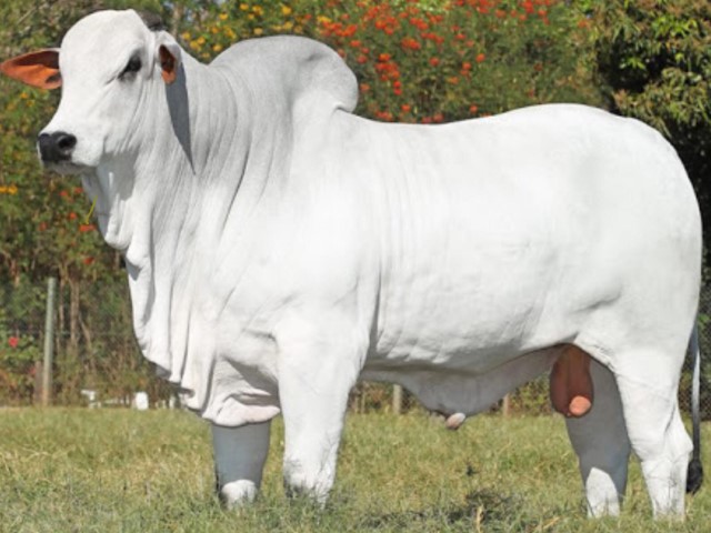 Nelore pastando