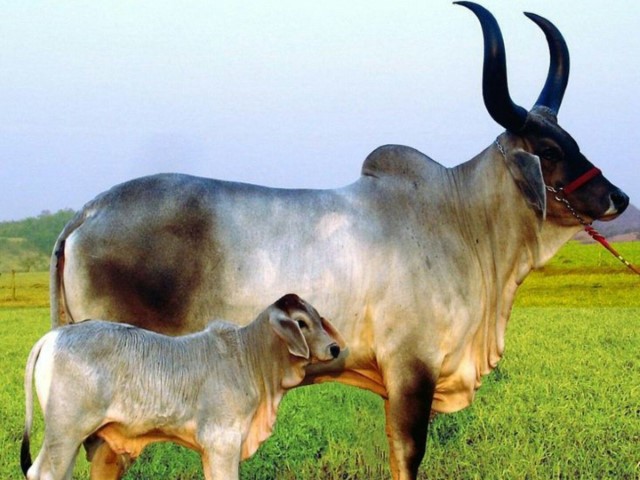 Vaca Guzerat con ternero