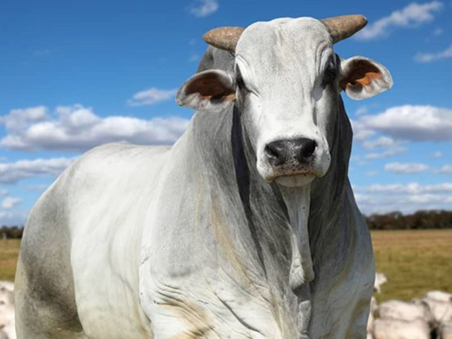Toro Nelore cabeza
