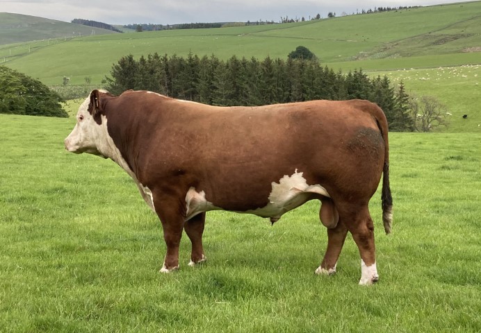 Raza Hereford carne clásica docilidad