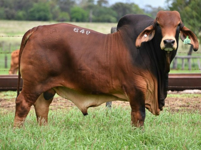 Brahman madre e hijo