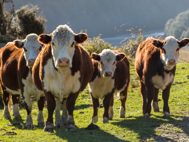 Hato Hereford