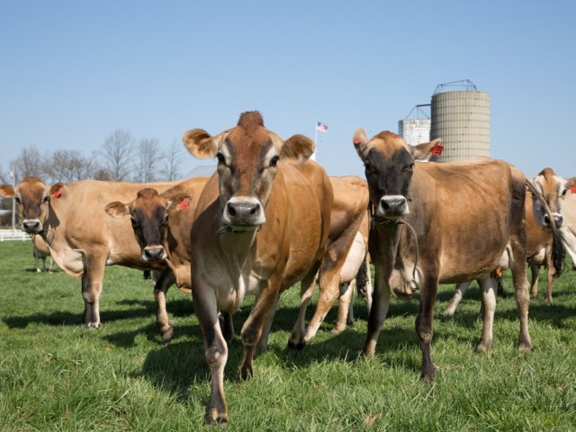 Raza Jersey lechería premium leche gourmet