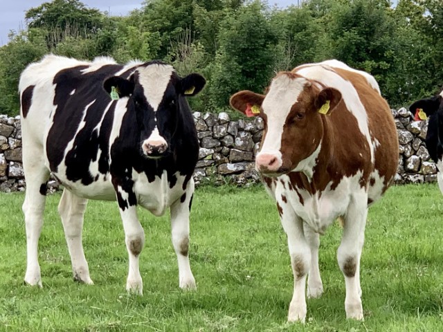 Raza Holstein lechería máxima sistemas intensivos