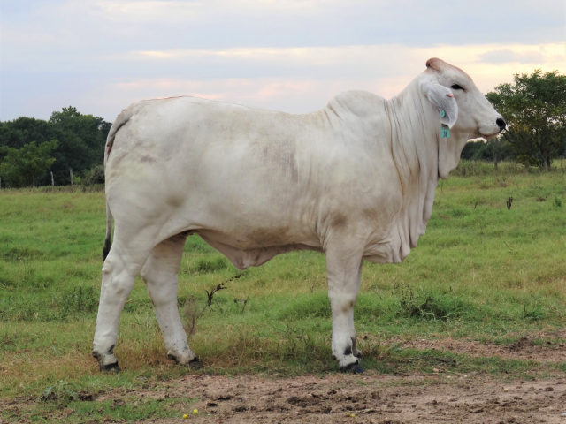 Brahman blanco en pastura