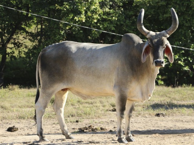 Raza Guzerat doble propósito tropical carne leche